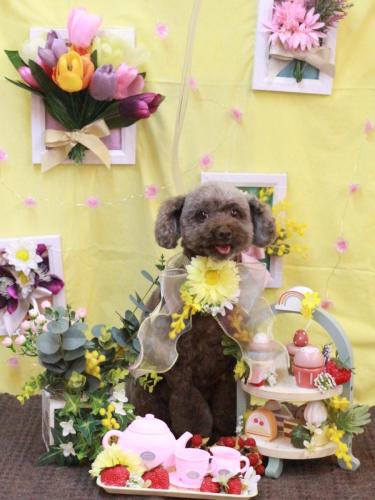 20230323モカくん